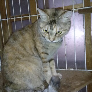 おりこうなサビ猫!家族募集です。