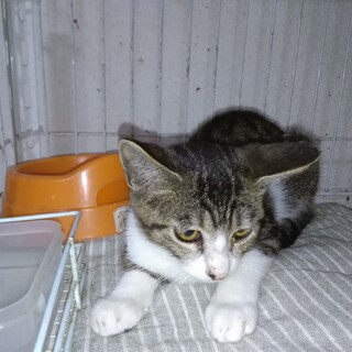 健康で元気な子猫の家族になりませんか!