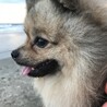 Lagoweさん