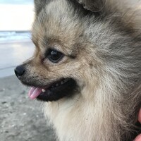 COR