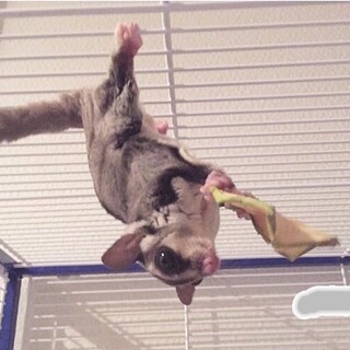 フクロモモンガ♂2♀2 親子