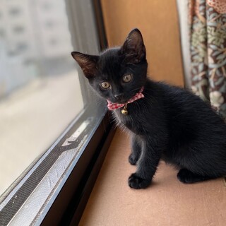 黒猫好きな方おすすめ！！元気な男の子。