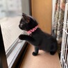 黒猫好きな方おすすめ！！元気な男の子。 サムネイル2