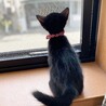 黒猫好きな方おすすめ！！元気な男の子。 サムネイル3