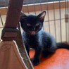 黒猫好きな方おすすめ！！元気な男の子。 サムネイル4