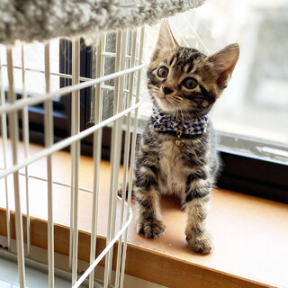 アメショー柄ボブテールが可愛い男の子