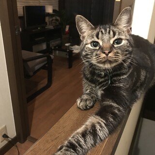 猫の保護施設、里親様募集します。