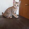 美猫間違いなし！キジ猫ジジちゃん