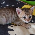 小さなキジ猫キキちゃん