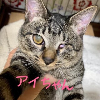 【お見合い歓迎】甘えたさんのあいちゃん♡