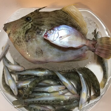 小さくても初めての真鯛にライ満足！飼い主にもご褒美が釣れました♡カワハギ♡