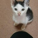 ルッカ　かわいい子です