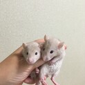 8月31日生ファンシーラットオス2匹レッキス