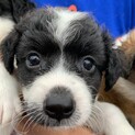 キャバリア風のプリティ仔犬ちゃん①