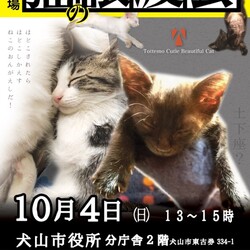 ねこの譲渡会@犬山市役所