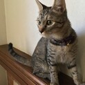 子猫の里親様を探しておりますm(__)m