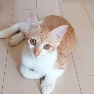 元気いっぱいコムギくんです♥