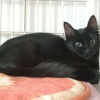 プチ長毛、キレイめ美人さん♀