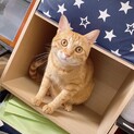 1歳 茶トラ 里親募集