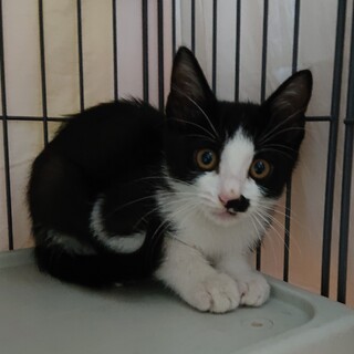 はちわれチョビヒゲのおとなしい男の子♂