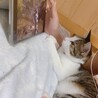ちゅるなの