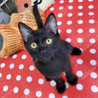 元気なゴロゴロボーイ『きくじろうくん』