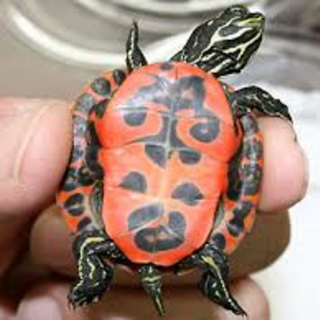 アラバマアカハラガメ　甲長4ｃｍ