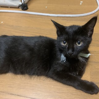 クリクリお目目の人懐こいくっつき虫はです君去勢済み