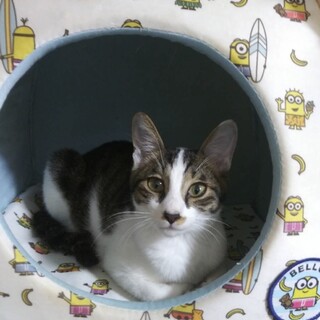 誰とでも仲良く出来る子です