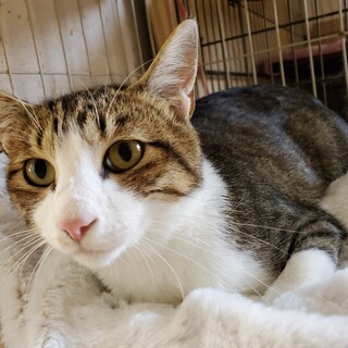 ボク、とってもよいこです！(=^ェ^=)