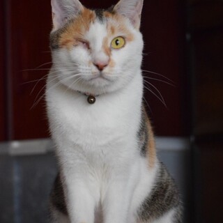 永遠のウインク娘のかんぴょうです