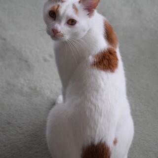 食いしん坊のひょうたんです