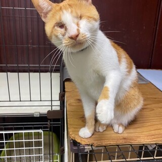 はたはたはね、姫って呼ばれてるの