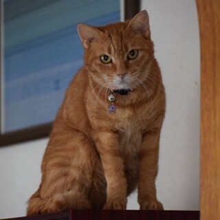 きび、写真苦手なのよね