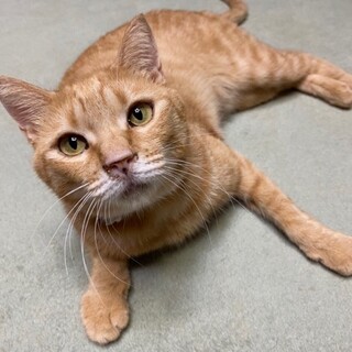 こむぎは猫じゃらしで遊んでくれるおうちがいいな