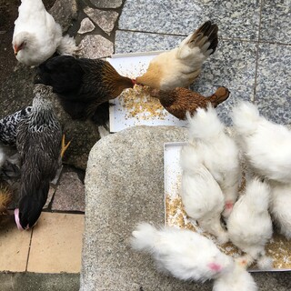 チャボペア　東京烏骨鶏　雄2羽　雌1羽