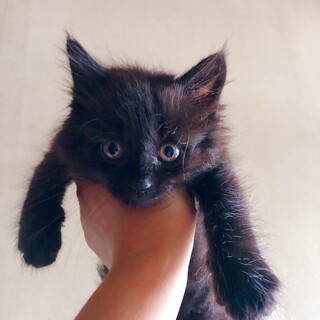 10/4西千葉☆真っ黒３姉弟♡「くろみちゃん」