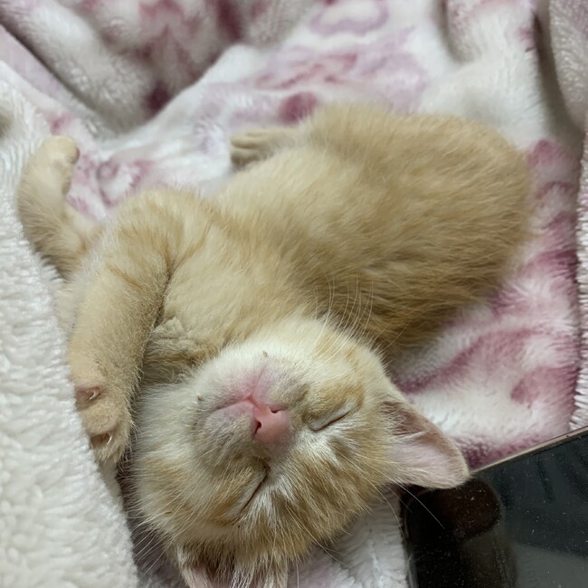 あいぺっとのカバー写真