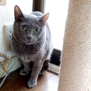 グレーの美少女♥あさりちゃん