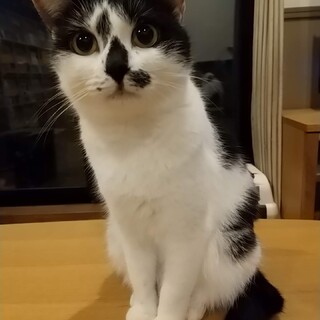 最初の『ヴゥーパッ！』はご愛嬌【かし胡】