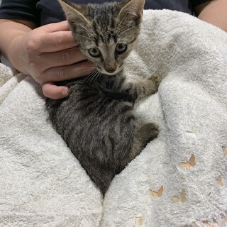 No.40 だっこ大好き女の子