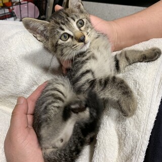 No.42 おっとり鍵しっぽ