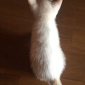 生後1ヶ月 フワフワ白子猫