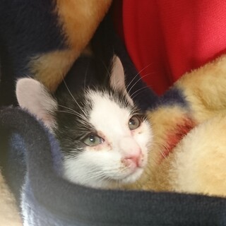 生後二ヶ月弱のハチワレ