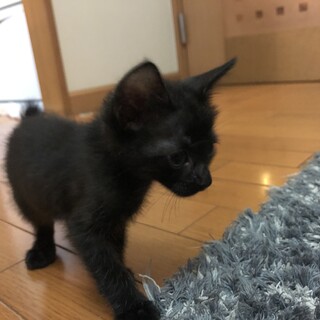 ジジみたいなお顔の可愛い子