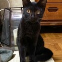 お髭が一本白い黒猫さん♪