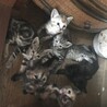 洋猫風の仔猫たち、保護してます！ サムネイル7
