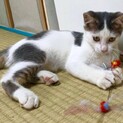 グレーのハチワレチちょ〜甘えん坊♪♪