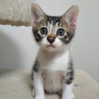 人懐こくて可愛い2か月のかなお君