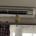 元気なコザクラインコです